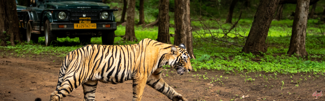 Rajasthan Wildlife Tour