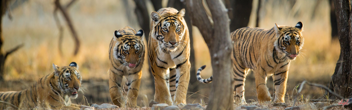 Short Escape Ranthambore Tour