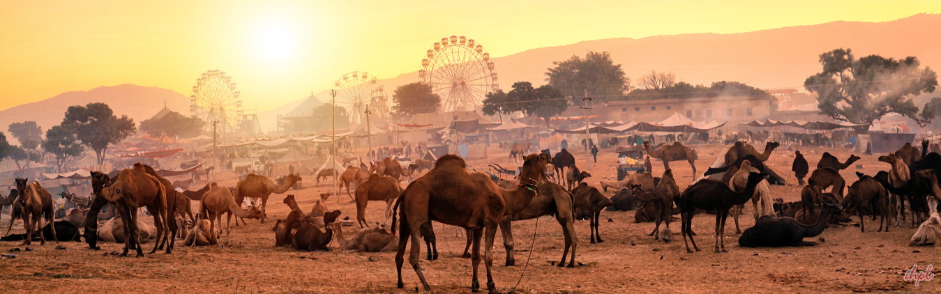 Pushkar Fair Tour