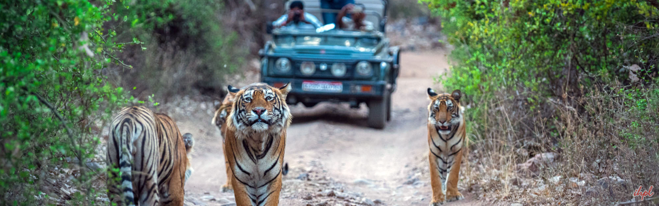 India Nepal Wildlife Tour