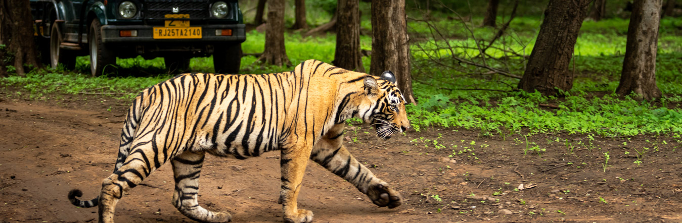 Wildlife Tour in Rajasthan