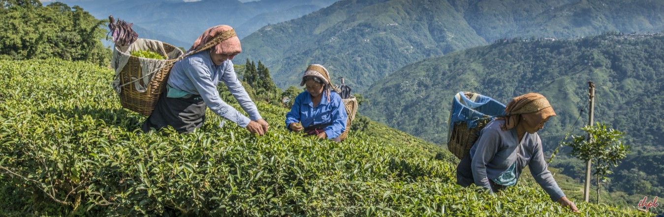 Golden Triangle with Darjeeling Tour