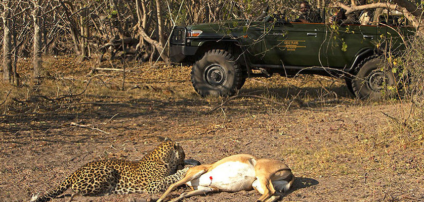 Jhalana Leopard Safari Tour