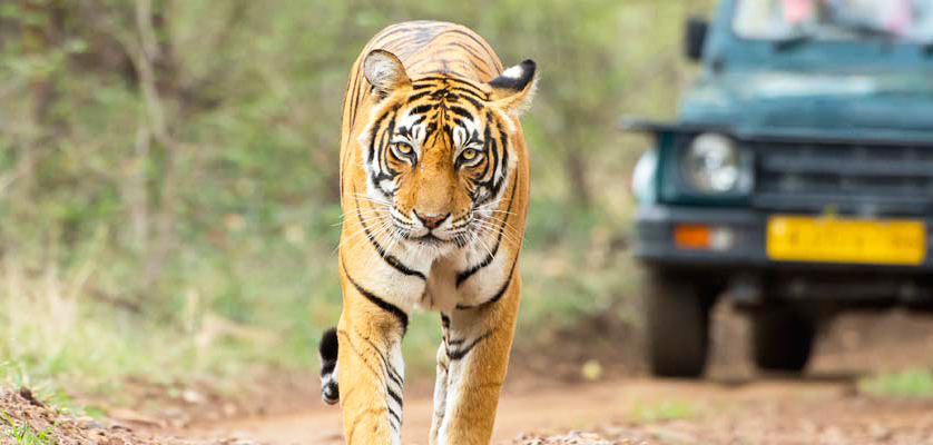 Jaipur Ranthambore Day Trip